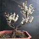 梅花造型盆景梅花苗梅花樹(shù)苗陽(yáng)臺庭院種植耐寒耐旱植物盆栽地栽當年開(kāi)花 白梅 五年盆景苗