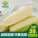 小湯山 甜糯玉米 約600g  新鮮蔬菜當天采摘北京農場(chǎng)順豐到家
