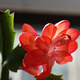 蟹爪蘭苗帶根苗蟹爪蘭可嫁接人仙掌小盆栽當(dāng)年開花 橘紅色 不含盆