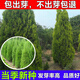 花鄉鄰里柏樹(shù)種子 塔柏側柏檜柏龍柏種子 墓地松柏種子 圓柏灑金柏種子籽 試種裝500粒+肥