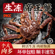 生凍帝王蟹鮮活冷凍俄羅斯海鮮皇帝蟹海鮮蟹類生鮮螃蟹帝皇蟹 生凍帝王蟹6.0-7.0斤