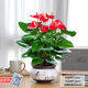 惜林園紅掌盆栽一帆風(fēng)順花卉植物室內(nèi)好養(yǎng)水培綠植鴻運(yùn)當(dāng)頭 特級(jí)紅掌+鳥(niǎo)語(yǔ)花香陶瓷盆 帶盆發(fā)貨