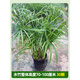 惜林園水竹水生植物水培米竹盆栽水養室內外池塘挺水真綠植風(fēng)車(chē)草旱傘草 水竹 整體高度70-1米30顆 不含盆