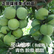 倍邁巫山脆李子樹(shù)苗脫骨脆李子苗南北方種植早熟特大恐龍蛋嫁接無(wú)核青 巫山脆李5年苗