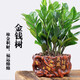 金錢(qián)樹(shù)盆栽 · 四季常青 · 室內花卉盆栽 · 辦公室綠植招財進(jìn)寶 升級40~50cm金錢(qián)【財源茂盛盆】 財源滾滾