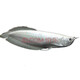 瀚幻銀龍魚(yú)活魚(yú)熱帶觀(guān)賞魚(yú)中大型黃化紅眼白子銀龍七彩銀龍練手龍魚(yú) 銀龍14-15cm 1條