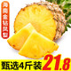 海南金鉆鳳梨  水果鳳梨 時(shí)令新鮮無(wú)眼手撕鳳梨 海南直發(fā) 4斤裝【凈果3斤】2-3個(gè)