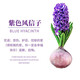 御春閣風(fēng)信子種球水培套裝室內陽(yáng)臺桌面四季水養花卉土培盆栽植物好養的 紫色單球+肥料