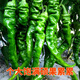 大果螺絲椒種子進(jìn)口高產(chǎn)香辣長(cháng)辣椒大果尖椒適應性廣抗病蔬菜種籽 改良2315進(jìn)口原裝1000粒
