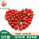 蔬香客 圣女果水果黃瓜組合新鮮蔬菜水果番茄荷蘭乳瓜千禧凈重4.7-5斤 圣女果5斤裝