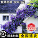 寶御安紫藤花樹(shù)苗耐寒耐旱爬藤植物豐花長(cháng)穗紫藤蘿庭院盆栽地栽好養花卉 紫藤花樹(shù)苗1.5公分粗