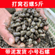 稻蝦村釣青魚(yú)脆螺鮮活掛鉤餌料螺螄薄殼釣魚(yú)螺打窩小號石螺螺絲翠螺田螺 打窩石螺5斤【 2.5kg 】
