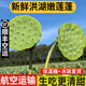 良知農哥【順豐】現摘蓮蓬 蓮子蓮蓬生吃嫩蓮子鮮甜新鮮水果 洪湖嫩蓮蓬3斤 順豐空運丨精品
