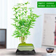 想開(kāi)米竹室內盆栽盆景觀(guān)音竹鳳尾竹桌面辦公室客廳陽(yáng)臺好養活四季常青 米竹+冰裂翠冰盆+底座