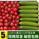 土地母親計(jì)劃 黃瓜 水果小黃瓜新鮮小青瓜荷蘭農(nóng)家輕食果蔬生鮮生吃現(xiàn)摘現(xiàn)發(fā) 5斤 圣女果+水果黃瓜組合