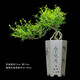 瀚林怡景（HANLINYIJING）六月雪盆景室內(nèi)盆栽植物懸崖式造型老樁辦公室客廳茶室桌面綠植 懸崖六月雪-竹影清風