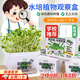 曇蓓漫水培植物觀(guān)察盒綠植豆芽容器生長(cháng)種植學(xué)生兒童盆栽幼兒園實(shí)驗 水培種植套裝(豆芽) 【送噴壺/無(wú)土種植】