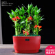 幼薇節(jié)節(jié)高富貴竹植物客廳轉(zhuǎn)運(yùn)綠植盆栽辦公室內(nèi)桌面好養(yǎng)盆景四季常青 九棵富貴竹+胭脂紅陶瓷盆 帶盆栽好