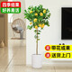 臨雅香水檸檬樹(shù)苗盆栽可結果樹(shù)苗可食用大型綠植室內客廳四季好養植物 檸檬樹(shù)1.5-1.6米-白圓柱盆