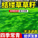 臺灣2號草坪草籽細葉結縷草草皮種子矮生四季青草種臺灣草籽庭院 結縷草1斤
