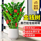 愛優(yōu)尚金錢樹盆栽客廳室內(nèi)大型綠植辦公室盆景搖錢串子喬遷開業(yè)源頭直發(fā)