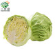 一分田 有機綠甘藍 卷心菜 洋白菜 圓白菜 大頭菜 新鮮沙拉蔬菜 500g