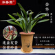 華香園綠植花卉蘭花苗濃香墨蘭【金華山】辦公室內(nèi)盆栽盆景耐陰植物多肉 金華山7苗帶盆(黃色盆)不帶花苞