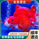 長(cháng)尾鎏金金魚(yú)短尾冷水魚(yú)淡水魚(yú)好養耐活魚(yú)蘭壽紅頭獅子頭泰獅金魚(yú) 5-7cm純紅鎏金2條
