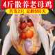 雞 老母雞 散養母雞土雞 新鮮冷凍雞肉生鮮散養土雞生鮮雞肉 老母雞2只共4斤