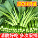 農(nóng)點(diǎn)贊甜芯綠芥藍(lán)種子甜脆芥蘭種子四季播種春夏農(nóng)家蔬菜種子柳葉芥藍(lán)種 甜芯綠芥藍(lán)種子5克*3袋