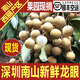 深圳南山龍眼桂圓新鮮水果儲良石硤廣東農家特產(chǎn)5斤順豐新鮮龍眼 南山龍眼-脆甜可口-果園現摘