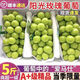 陽(yáng)光玫瑰葡萄新鮮晴王香印提無(wú)籽青提香甜孕婦水果5斤禮盒裝順豐 3斤 單果10-12g整串裝