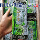海芝寶海芝寶深海小海帶無(wú)沙新鮮脆嫩榮成鹽漬海帶絲火鍋涼拌嫩苗 海芝寶深海有機小海帶1000克*2袋