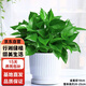 行湘綠蘿盆栽水培綠植新房除甲醛植 110號綠蘿+椎紋陶瓷盆 源頭直發(fā)