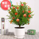 花財(cái)主石榴花苗盆栽帶果發(fā)貨室內(nèi)花卉觀賞庭院樹苗老樁盆景綠植物年宵花 石榴花盆栽大苗+白瓷盆