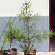 苗彩園藝 精品四季常青耐寒綠化占地苗木雪松樹(shù)苗大小白皮松黑松樹(shù)苗油松樹(shù) 白皮松50--60cm高【2株】 其他