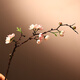 川燁小格調(diào)單枝桃花仿真花日式室內(nèi)餐桌花藝裝飾插花假花客廳擺設(shè)干花 淡粉/枝