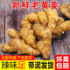味小仙山東生姜老姜 新鮮姜老姜黃生姜老姜母風(fēng)干泡腳 窖藏大姜【帶泥發(fā)】 1000g