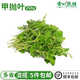 新鮮甲拋葉打拋葉塔拋葉泰式香料菜調(diào)味調(diào)料食用食材蔬菜嘎拋越菜 100g