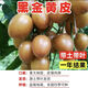 廣西黑黃皮苗純甜嫁接無核黃皮樹苗南方種植盆栽地栽正宗當(dāng)年結(jié)果 黑金剛黃皮(當(dāng)年結(jié)果) 三年苗（原土原杯帶葉發(fā)貨）