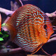 瀚幻七彩神仙魚觀賞魚熱帶魚中小型燕魚財(cái)神紅鴿子紅藍(lán)松石活體淡水魚 紅松6-8cm1條