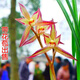 星雨香 蘭花苗 名貴 濃香型 春劍 春蘭   一桿多花 中華鴻 秋帶花 精品6苗連體