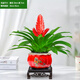 想開招財(cái)手鴻運(yùn)當(dāng)頭盆栽植物花卉玉扇室內(nèi)好養(yǎng)客廳四季開花大盆辦公室 柿柿如意紅盆/辦公桌面招財(cái)款