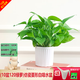 綠有意綠蘿盆栽室內植物花卉綠植水培長(cháng)藤垂吊大葉綠籮新房家用吸除甲醛 120白菱形吸水綠蘿10盆+壺+10肥 帶盆帶土發(fā)貨