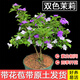 雙色茉莉盆栽芳香花卉室內(nèi)陽臺鴛鴦茉莉花苗四季濃香大棵彩色茉莉 雙色茉莉，帶原土 不含盆