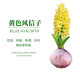 御春閣風(fēng)信子種球水培套裝室內陽(yáng)臺桌面四季水養花卉土培盆栽植物好養的 黃色單球+肥料