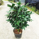 香妃茶花盆栽名貴稀有品種帶花苞濃香型樹(shù)苗烈香室外陽(yáng)臺(tái)花卉植物陽(yáng)臺(tái)植物室外花卉花卉盆栽山茶花四季開(kāi)花 香妃茶精選7年苗-高70-80cm帶花苞 含盆