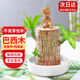 九月生水培巴西木幸運木帶托盤格魯特花卉綠植盆栽室內(nèi)桌面植物中號