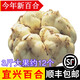 辰實(shí)宜興新鮮百合【新貨發(fā)順豐】 食用大百合 特產(chǎn)微苦軟糯 3斤大果百合（約12個）推薦