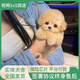 祥彥方依泰迪幼犬活體小體純種寵物狗茶杯犬飛耳紅棕香檳灰色幼崽貴賓幼犬 血統(tǒng)級(jí) 香檳泰迪茶杯犬